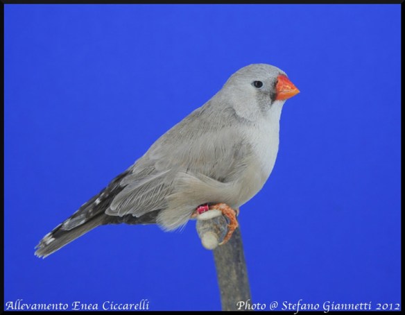 Bruno Eumo (femmina)