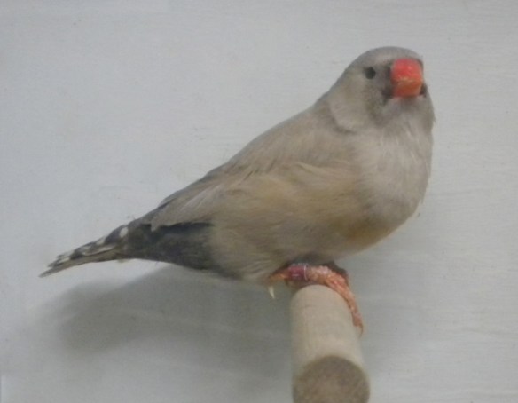 Bruno Eumo (femmina)