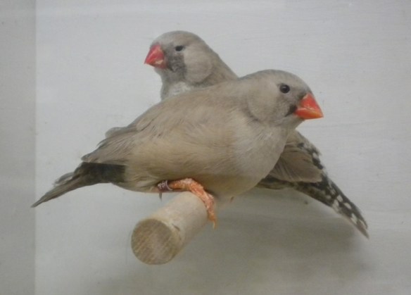 Bruno Eumo (femmine)