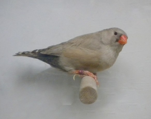 Bruno Eumo (femmina)