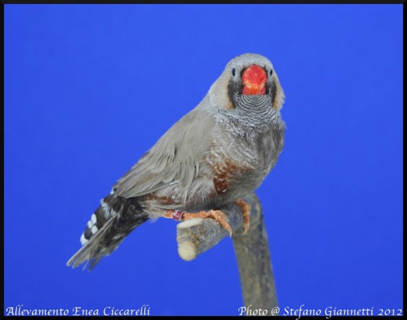 Bruno Eumo (maschio)