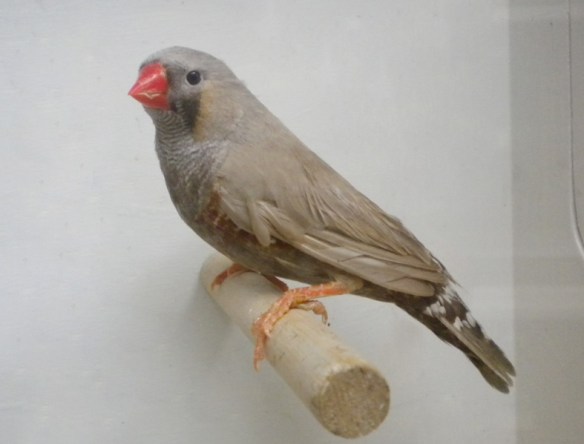 Bruno Eumo (maschio)