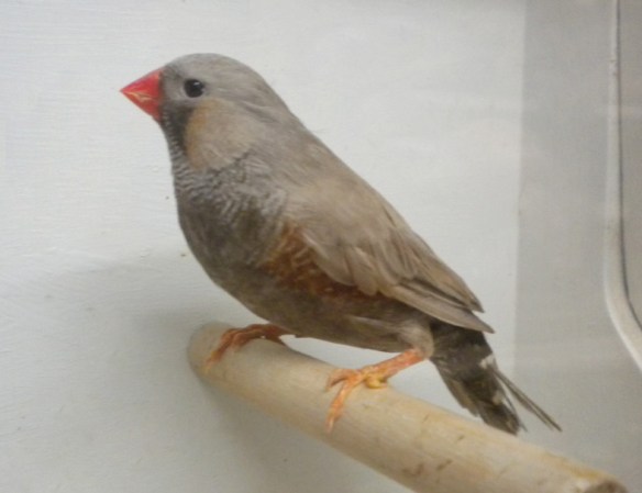 Bruno Eumo (maschio)