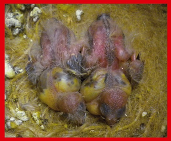 da SN: Bruno portatore di eumo e bruno eumo a 7 giorni