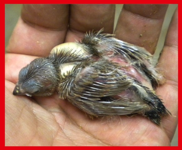 Bruno eumo a 12 giorni