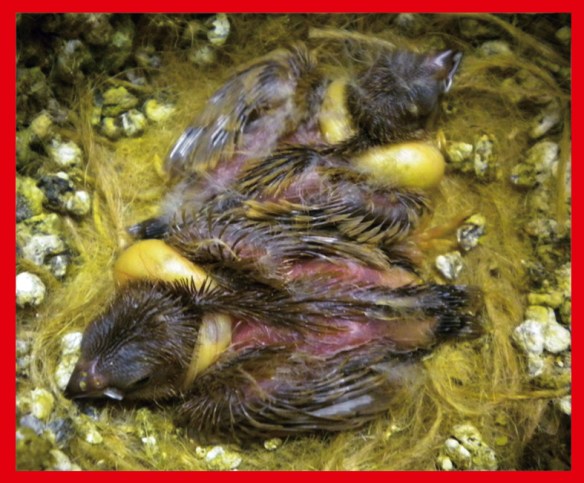 Bruno eumo (in basso) a 15 giorni