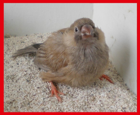 Bruno eumo (maschio) a 30 giorni