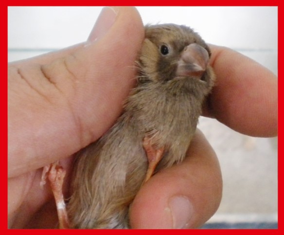 Bruno eumo (maschio) a 30 giorni