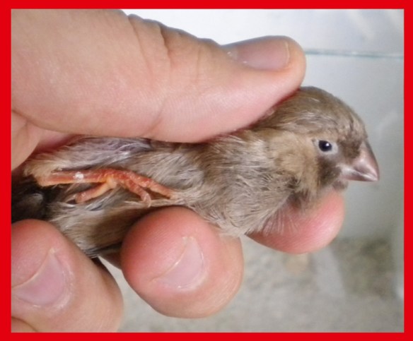 Bruno eumo (maschio) a 30 giorni