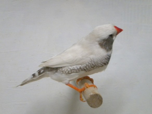 Grigio mascherato guancia nera (maschio)