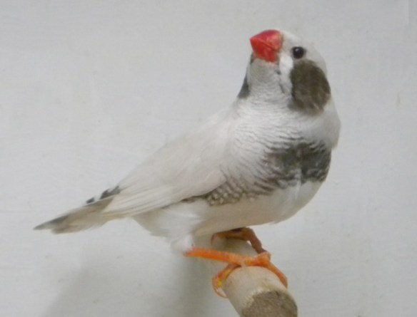 Grigio mascherato guancia nera (maschio)