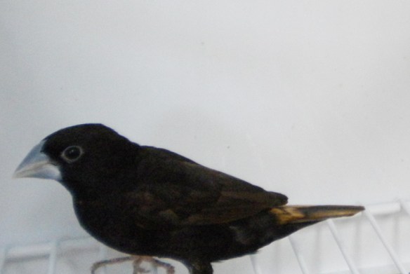 Cappuccino nero (adulto)