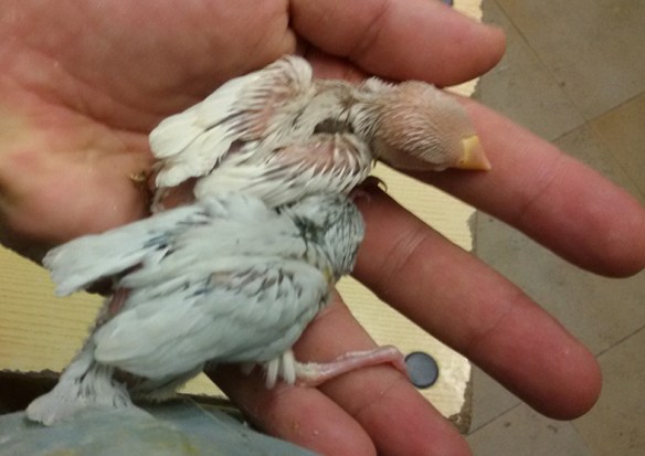 Pulcino di Feomelanico Pastello e Opale a 18 giorni di vita