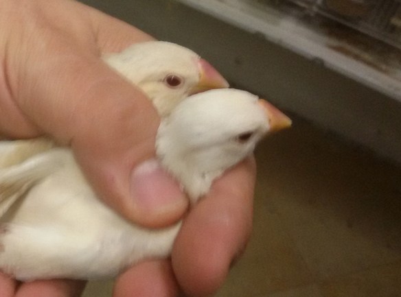 Giovani: Feomelanico e Feomelanico Pastello a confronto