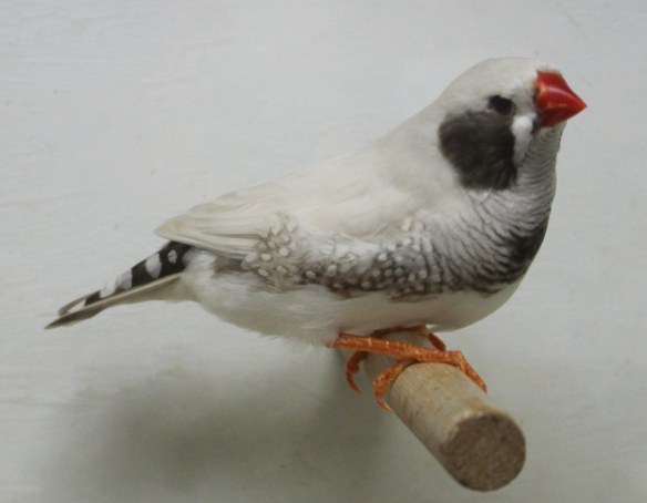 Grigio mascherato o. r. guancia nera (maschio)