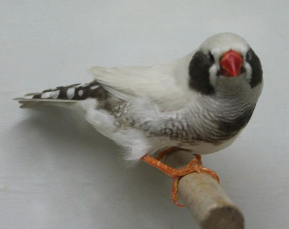 Grigio Mascherato o.r. guancia nera (maschio)