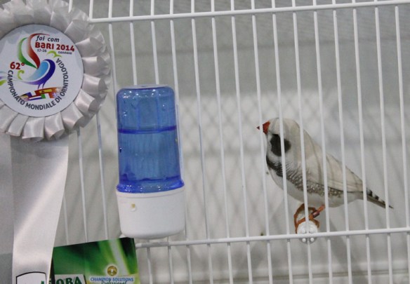 Campionato Mondiale 2014 (2° class. Cat. altre mutazioni)