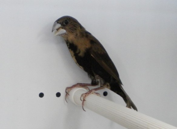 Cappuccino nero (giovane)