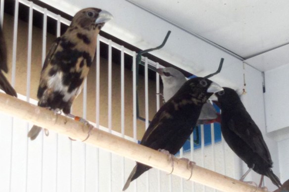 Cappuccino nero (giovani)