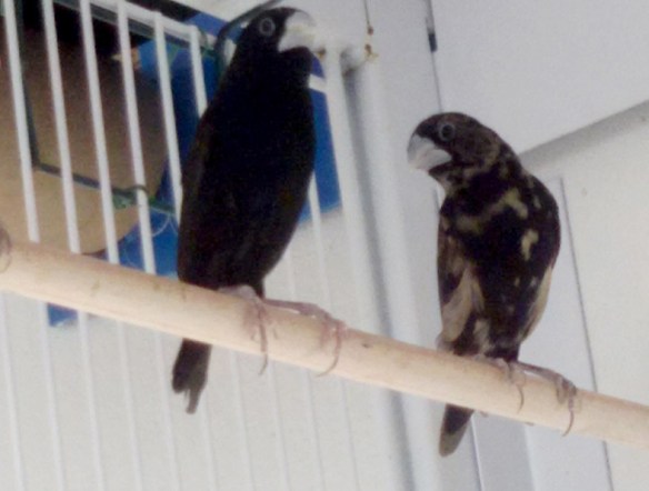 Cappuccino nero (giovani)