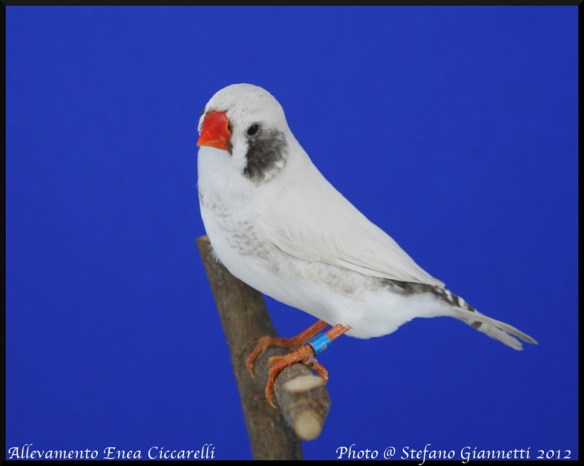 Grigio mascherato guancia nera (femmina)