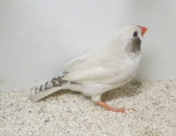 femmina con disegno della guancia poco definita