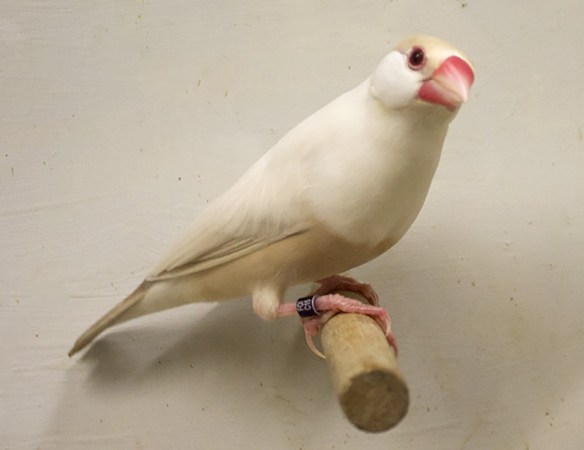 Padda Feomelanico Pastello