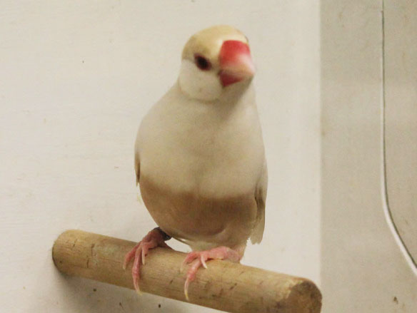 Padda feomelanico pastello