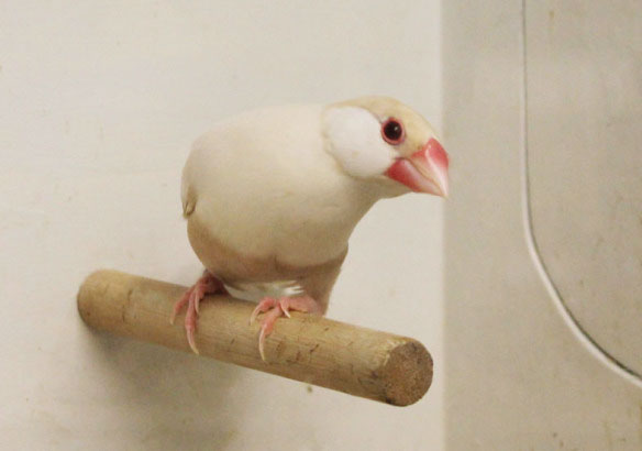 Padda feomelanico pastello