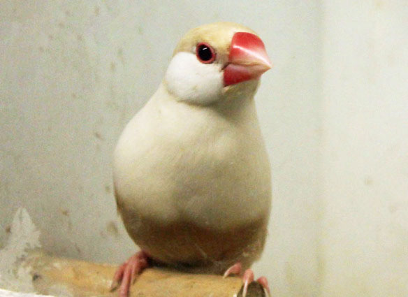 Padda feomelanico pastello