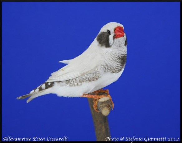 Grigio mascherato guancia nera (maschio)