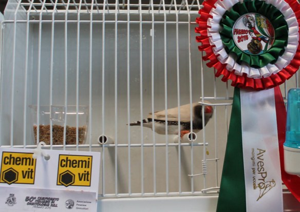 Campionato Italiano Pesaro 2015 (1° class. mascherato guancia nera maschio)