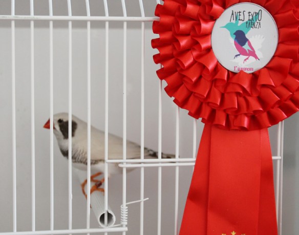 Exotica 2013 (1° classificato)