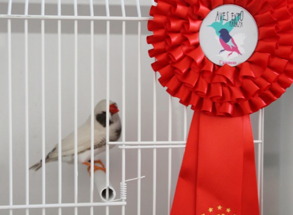 Exotica 2013 (1° classificato)