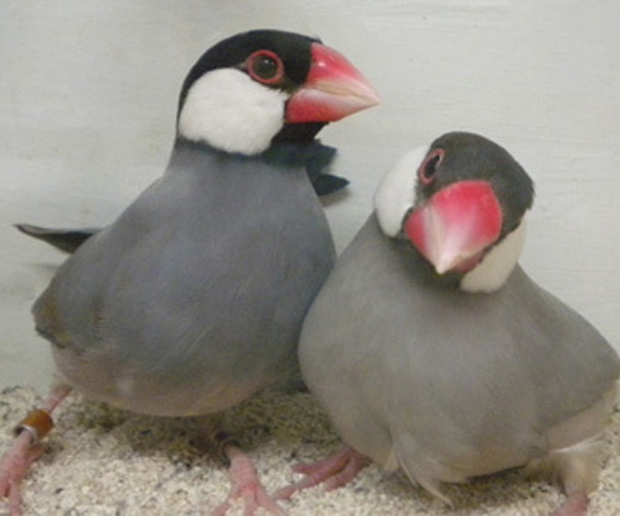 Da SN: Padda grigio e pastello a confronto