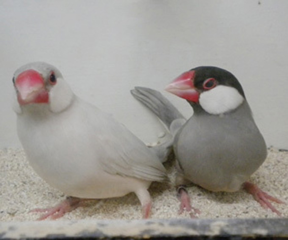 Da SN: padda opale pastello e pastello