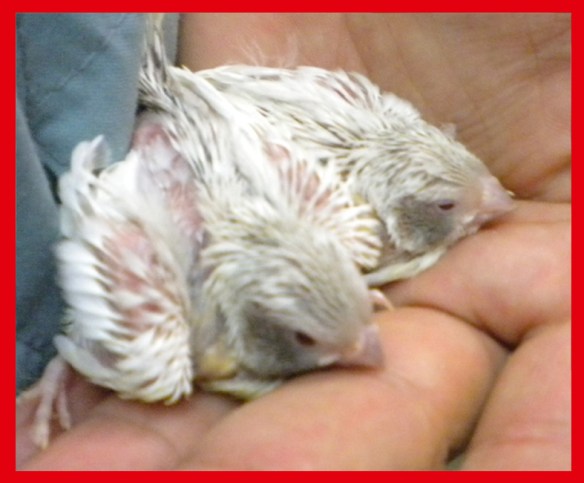 Grigio mascherato guancia nera a 15 giorni