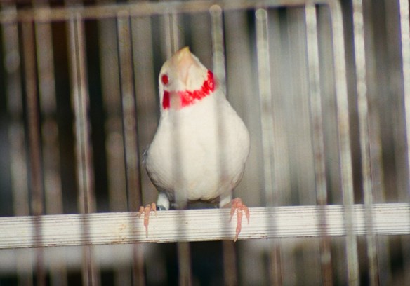 Gola tagliata albino (maschio)