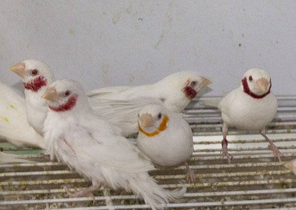 Gola tagliata albino giallo