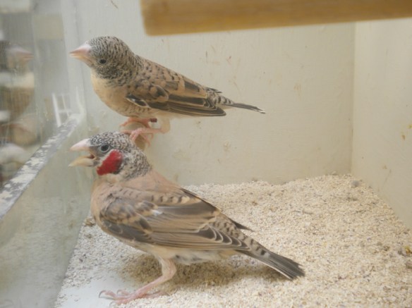 Gola tagliata ancestrale (coppia)