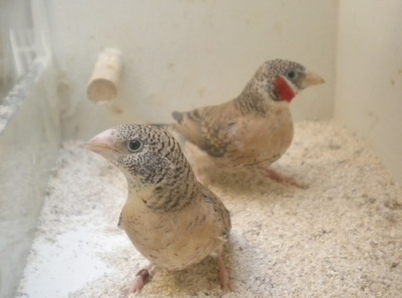 Gola tagliata ancestrali (coppia)