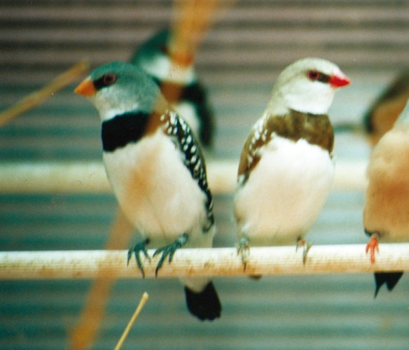 Diamante Guttato in voliera (coppia, bruno e becco e codione giallo)