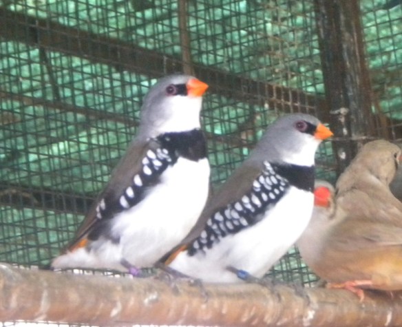 Diamante Guttato becco e codione giallo in voliera (coppia)