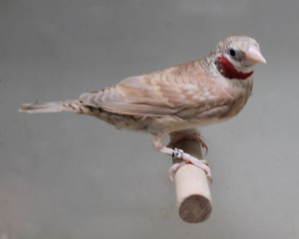 Gola Tagliata bruno (maschio)