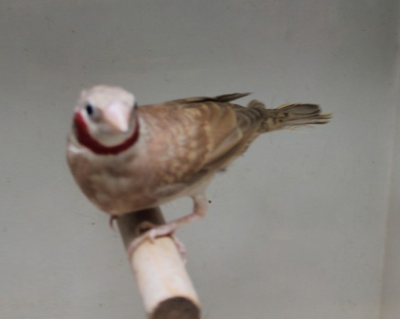 Gola Tagliata bruno (maschio)