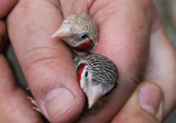 Bruno e ancestrale a confronto (maschi)