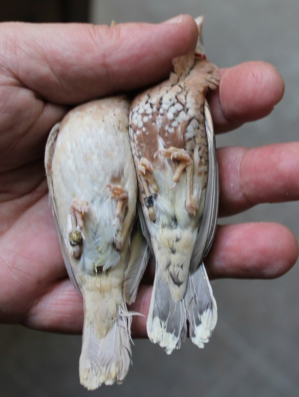 Bruno e ancestrale a confronto (maschi)