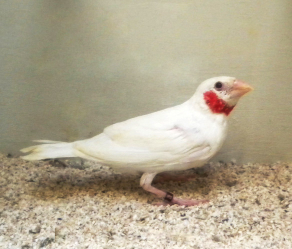 Gola tagliata albino (giovane maschio)