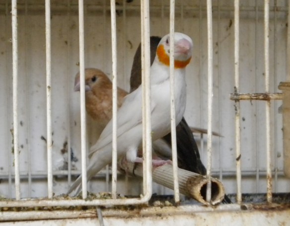 Gola tagliata albino giallo insieme ai genitori adottivi