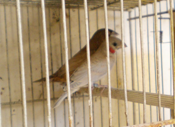 Giovane gola tagliata opale insieme ai genitori adottivi